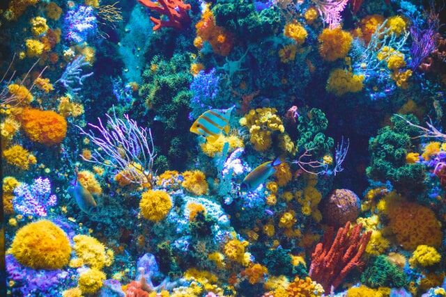 Tips for Choosing the Right Type of Fish Tank